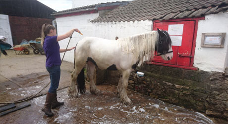 bathing horses