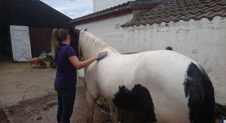 grooming horses