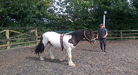 schooling horses