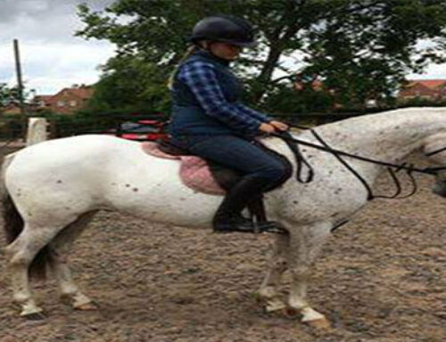 Simba a 6 year old Roan Type Gelding
